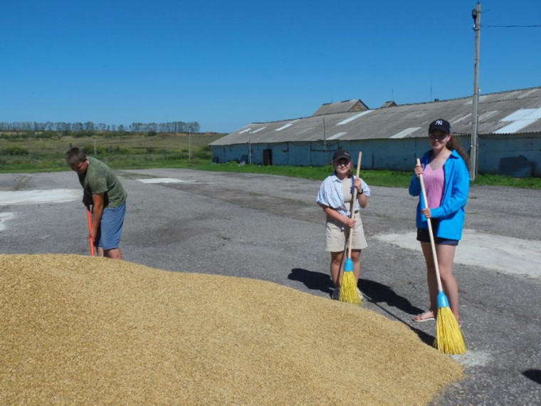 Горячая пора на току ООО «Агросоюз» - уже пару недель как началась уборочная и сюда прибывает свежесобранное зерно с полей.